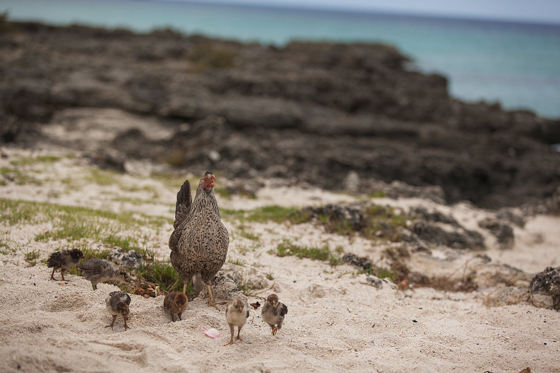 A Smith Cove Wedding | Grand Cayman Islands