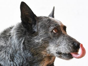 PT_Pets_004