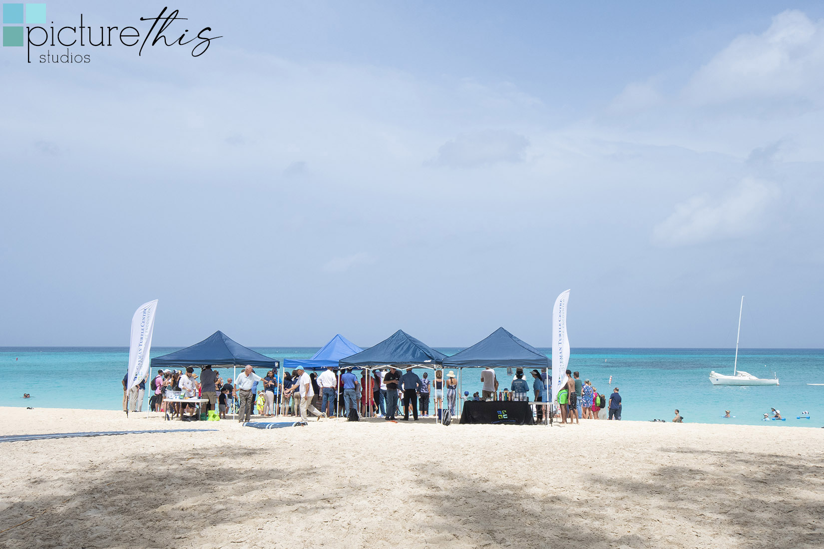 Released Into The Wild Happy World Sea Turtle Day