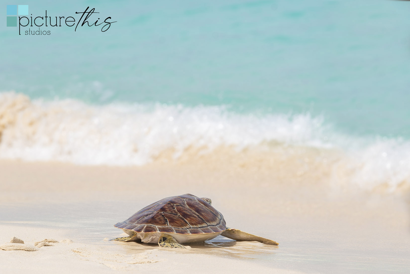 grandcaymanphotographer,caymanislandsphotography,visitcaymanislands,caymanislandstourismassociation,caymanislands,grandcayman,caymanweddingphotographer,portraitphotographer,caymanportraitphotographer,caymanislandsphotographer,caribbean,charityevents,eventphotography,CaymanTurtleCenter, greenseaturtle,turtlerelease,heatherholtphotography,picturethisstudioscayman