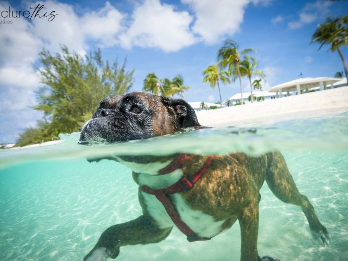 grandcaymanphotographer,caymanislandsphotography,familyportraits,visitcaymanislands,caymanislands,grandcayman,grandcaymanphotographer,caymanweddingphotographer,weddingphotographer,portraitphotographer,caymanportraitphotographer,caymanislandsphotographer,caribbean,dogs,capturingthemoment,dogportraits,petportraits,swimmingdogs,swimming,rescuedog,beachdog,underwaterphotography