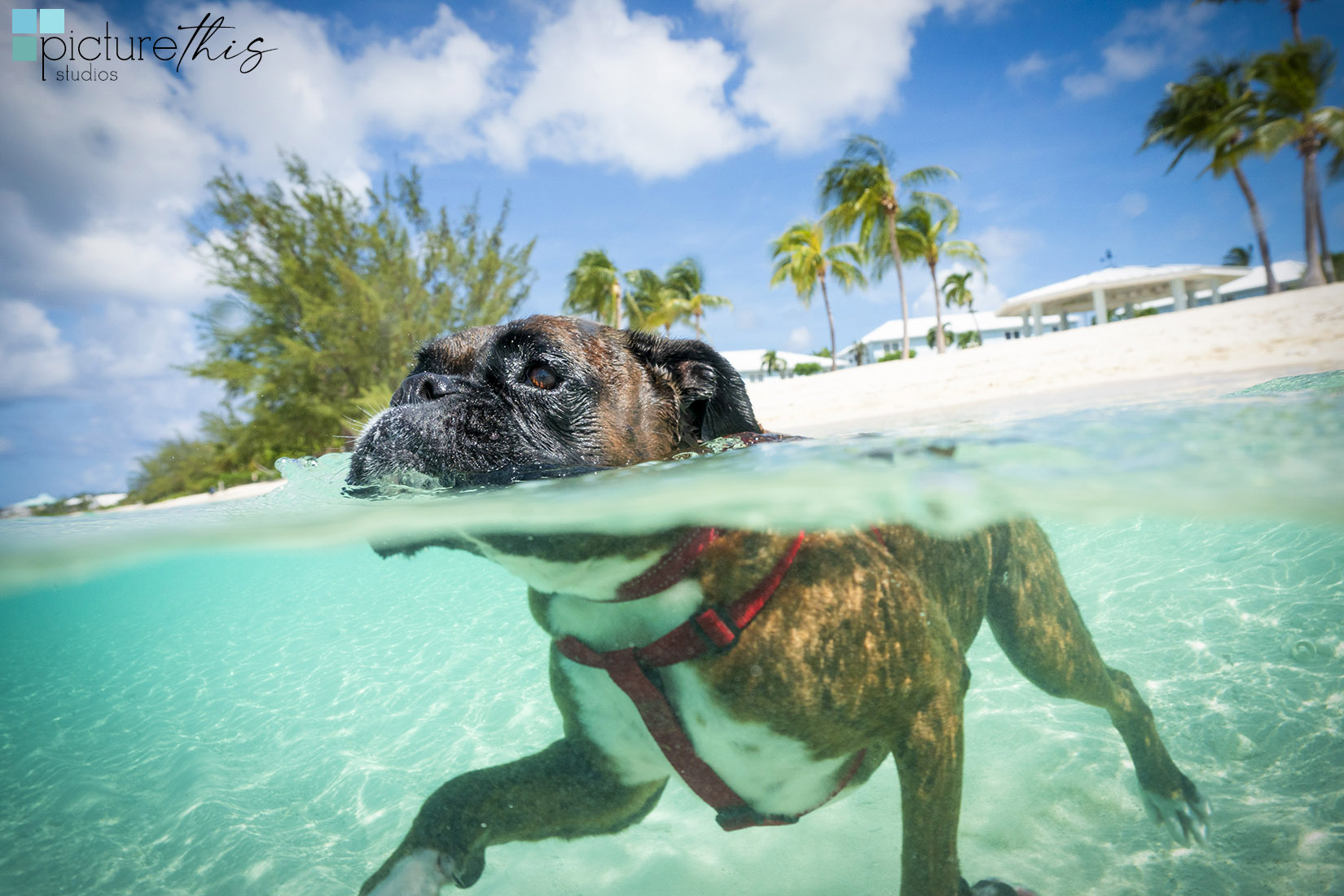 grandcaymanphotographer,caymanislandsphotography,familyportraits,visitcaymanislands,caymanislands,grandcayman,grandcaymanphotographer,caymanweddingphotographer,weddingphotographer,portraitphotographer,caymanportraitphotographer,caymanislandsphotographer,caribbean,dogs,capturingthemoment,dogportraits,petportraits,swimmingdogs,swimming,rescuedog,beachdog,underwaterphotography