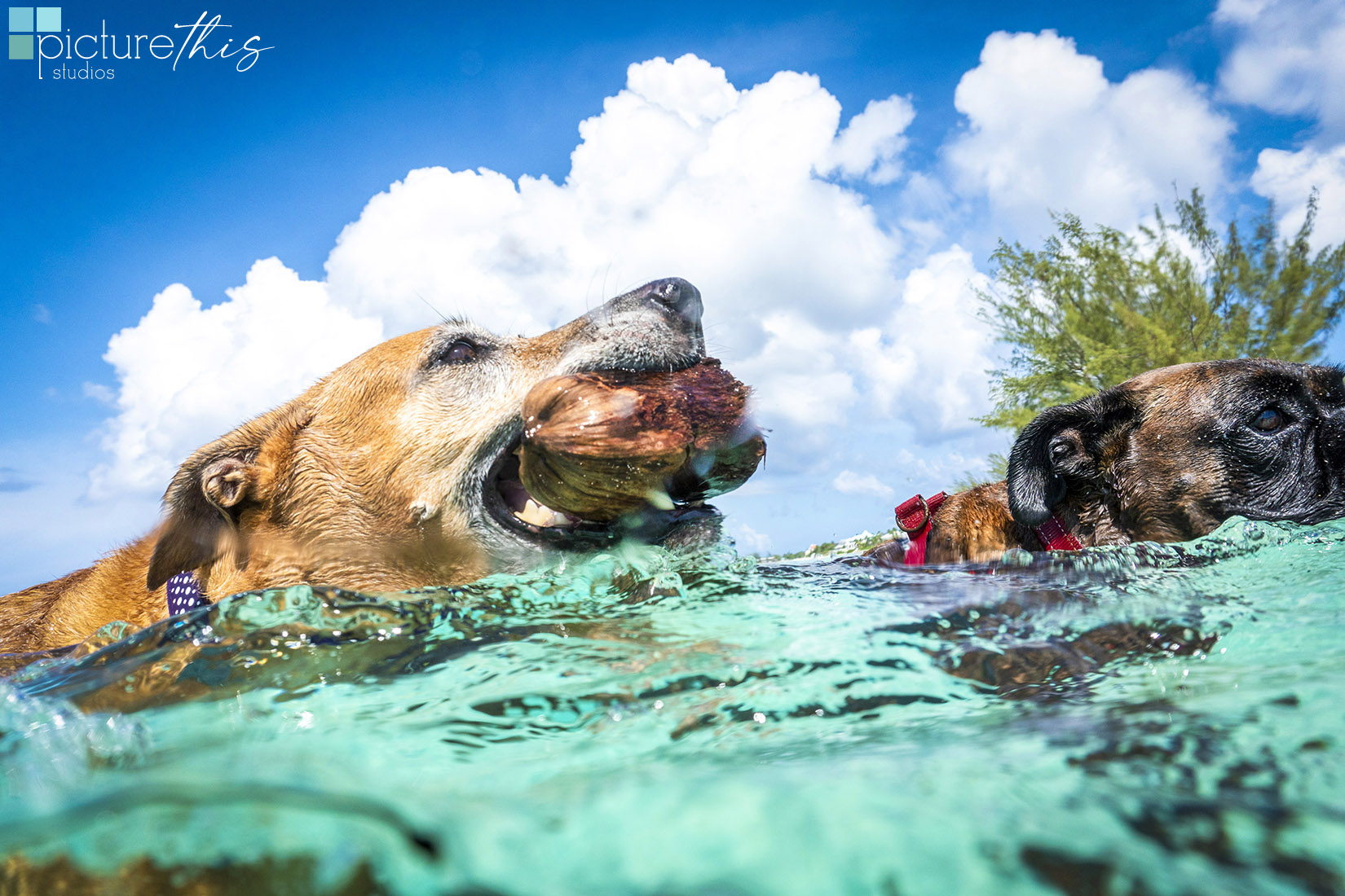 grandcaymanphotographer,caymanislandsphotography,familyportraits,visitcaymanislands,caymanislands,grandcayman,grandcaymanphotographer,caymanweddingphotographer,weddingphotographer,portraitphotographer,caymanportraitphotographer,caymanislandsphotographer,caribbean,dogs,capturingthemoment,dogportraits,petportraits,swimmingdogs,swimming,rescuedog,beachdog,underwaterphotography,picturethisstudios,heatherholtphotography