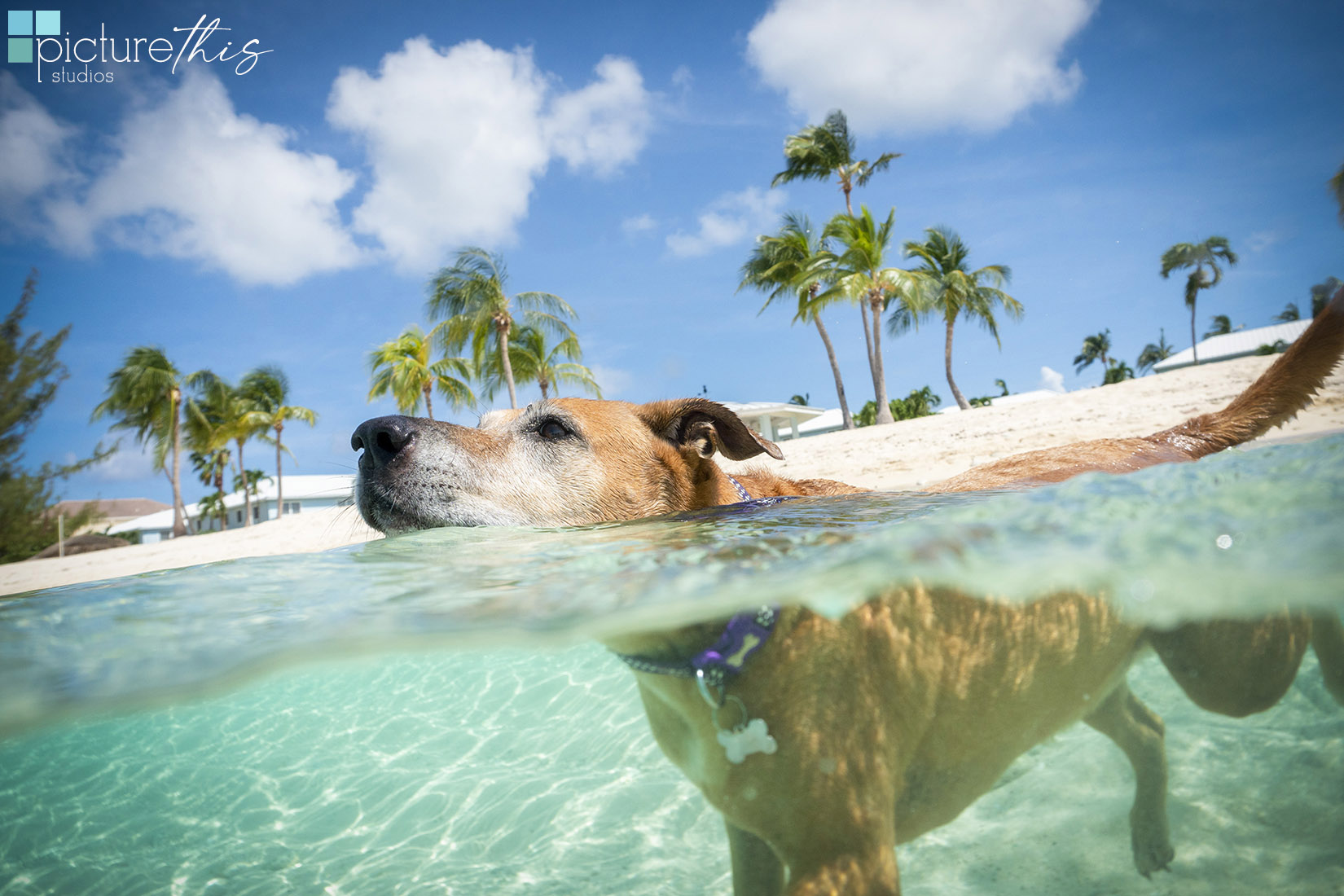 grandcaymanphotographer,caymanislandsphotography,familyportraits,visitcaymanislands,caymanislands,grandcayman,grandcaymanphotographer,caymanweddingphotographer,weddingphotographer,portraitphotographer,caymanportraitphotographer,caymanislandsphotographer,caribbean,dogs,capturingthemoment,dogportraits,petportraits,swimmingdogs,swimming,rescuedog,beachdog,underwaterphotography,picturethisstudios,heatherholtphotography