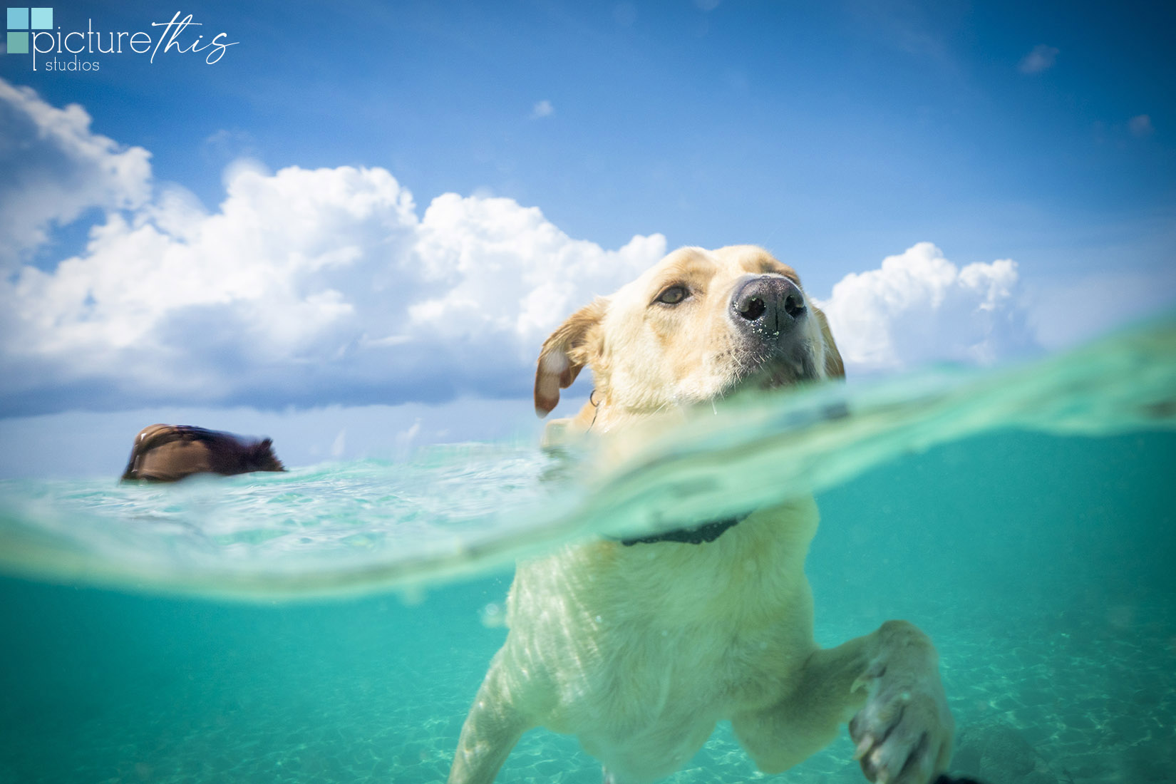 grandcaymanphotographer,caymanislandsphotography,familyportraits,visitcaymanislands,caymanislands,grandcayman,grandcaymanphotographer,caymanweddingphotographer,weddingphotographer,portraitphotographer,caymanportraitphotographer,caymanislandsphotographer,caribbean,dogs,capturingthemoment,dogportraits,petportraits,swimmingdogs,swimming,rescuedog,beachdog,underwaterphotography,picturethisstudios,heatherholtphotography