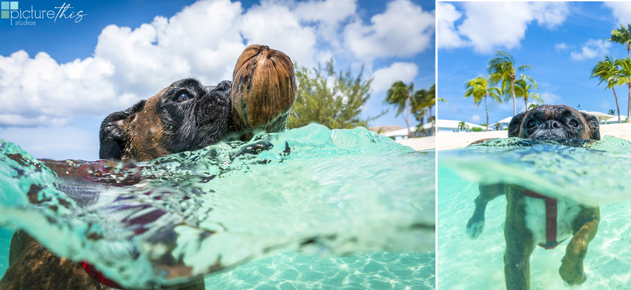 grandcaymanphotographer,caymanislandsphotography,familyportraits,visitcaymanislands,caymanislands,grandcayman,grandcaymanphotographer,caymanweddingphotographer,weddingphotographer,portraitphotographer,caymanportraitphotographer,caymanislandsphotographer,caribbean,dogs,capturingthemoment,dogportraits,petportraits,swimmingdogs,swimming,rescuedog,beachdog,underwaterphotography,picturethisstudios,heatherholtphotography