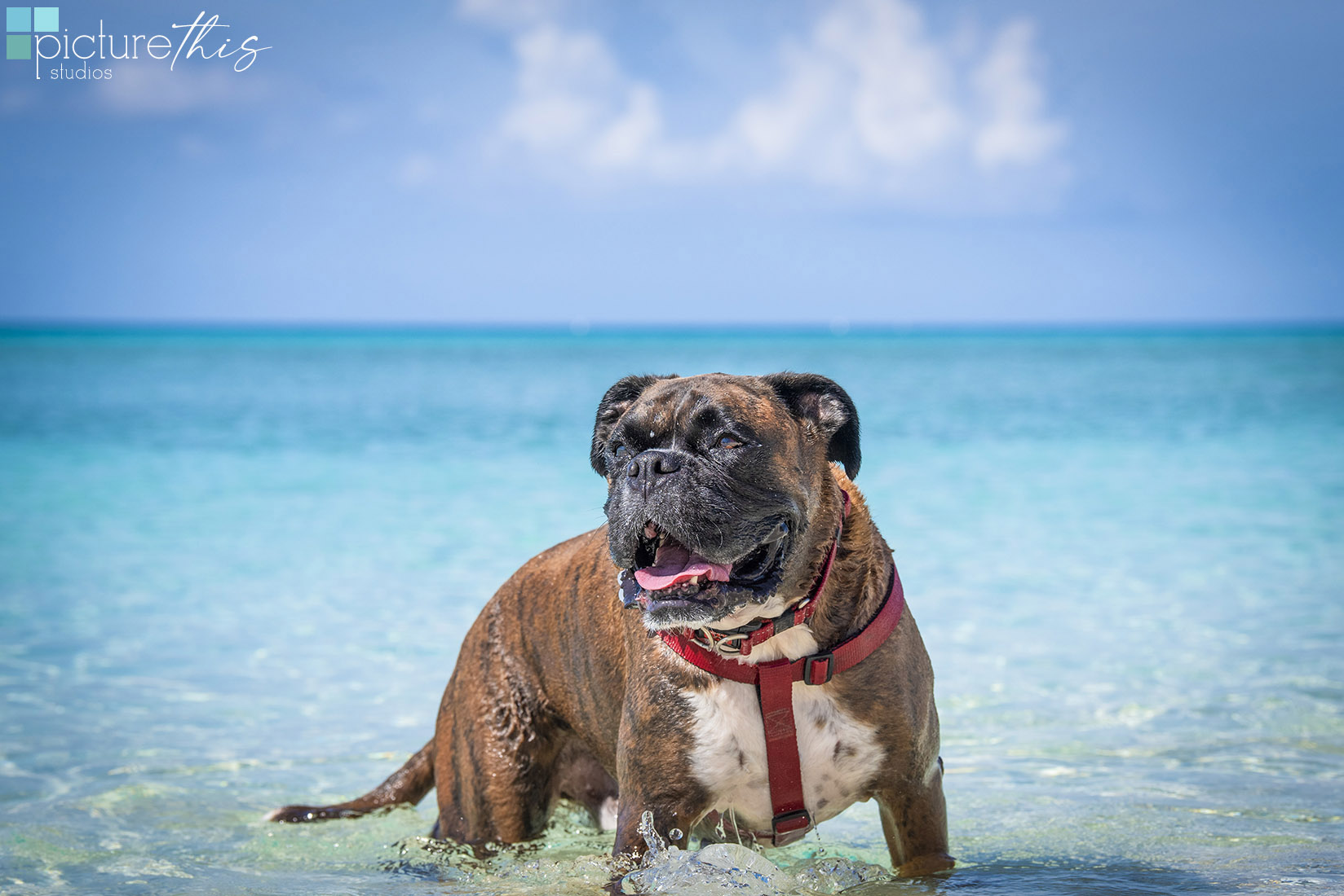 grandcaymanphotographer,caymanislandsphotography,familyportraits,visitcaymanislands,caymanislands,grandcayman,grandcaymanphotographer,caymanweddingphotographer,weddingphotographer,portraitphotographer,caymanportraitphotographer,caymanislandsphotographer,caribbean,dogs,capturingthemoment,dogportraits,petportraits,swimmingdogs,swimming,rescuedog,beachdog,underwaterphotography,picturethisstudios,heatherholtphotography