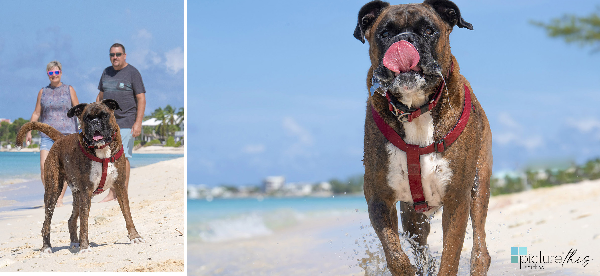 grandcaymanphotographer,caymanislandsphotography,familyportraits,visitcaymanislands,caymanislands,grandcayman,grandcaymanphotographer,caymanweddingphotographer,weddingphotographer,portraitphotographer,caymanportraitphotographer,caymanislandsphotographer,caribbean,dogs,capturingthemoment,dogportraits,petportraits,swimmingdogs,swimming,rescuedog,beachdog,underwaterphotography,picturethisstudios,heatherholtphotography