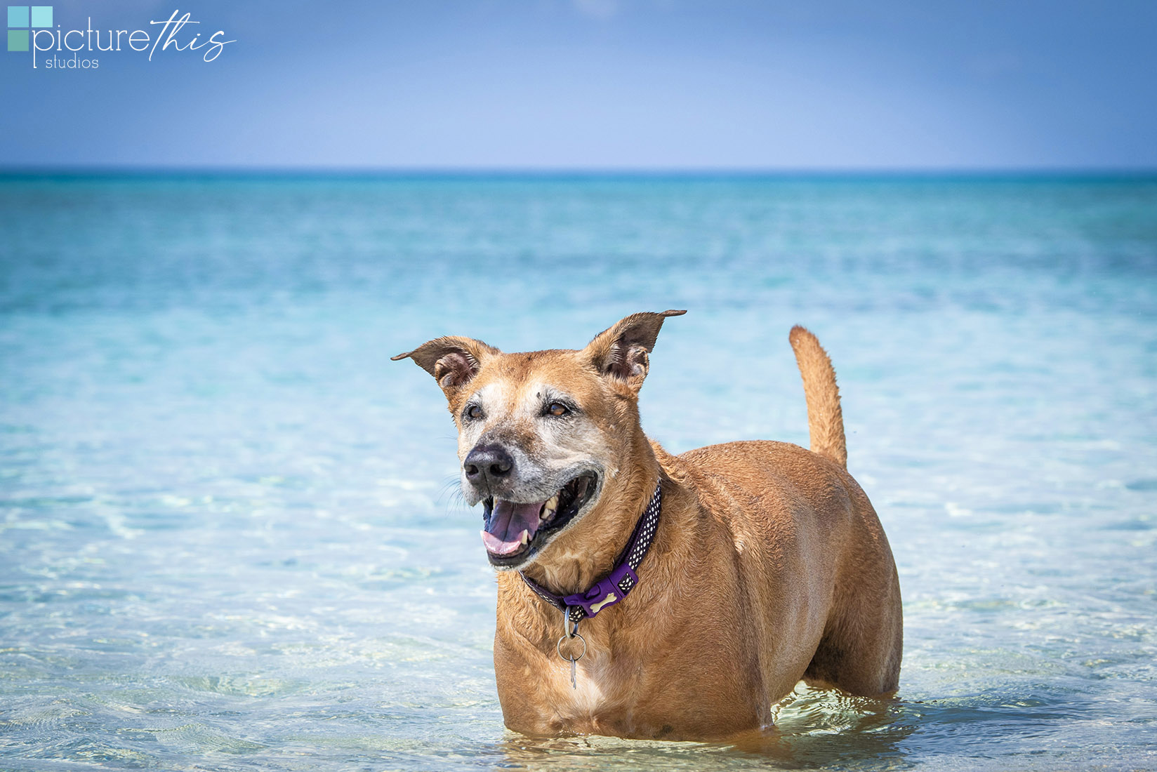 grandcaymanphotographer,caymanislandsphotography,familyportraits,visitcaymanislands,caymanislands,grandcayman,grandcaymanphotographer,caymanweddingphotographer,weddingphotographer,portraitphotographer,caymanportraitphotographer,caymanislandsphotographer,caribbean,dogs,capturingthemoment,dogportraits,petportraits,swimmingdogs,swimming,rescuedog,beachdog,underwaterphotography,picturethisstudios,heatherholtphotography