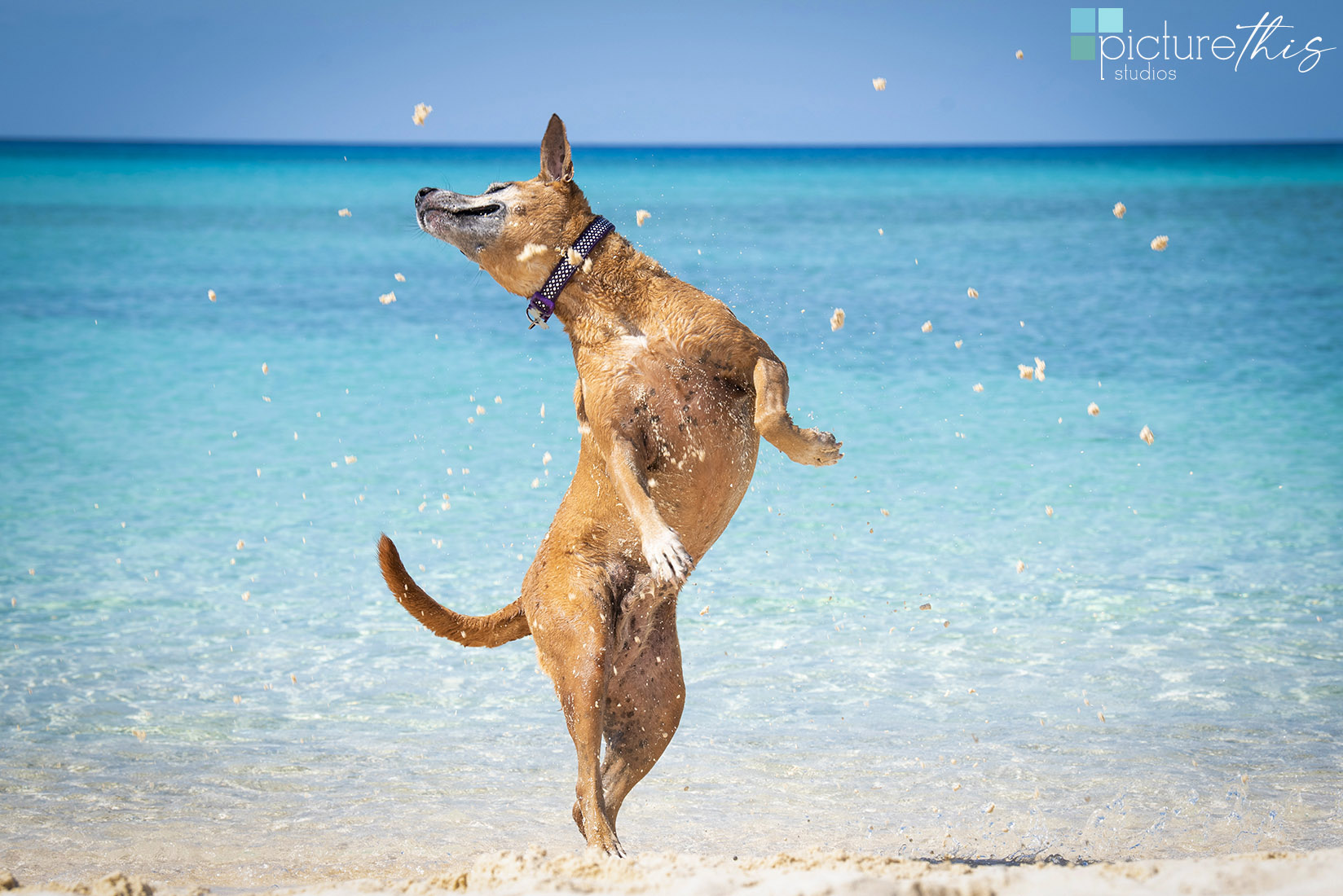 grandcaymanphotographer,caymanislandsphotography,familyportraits,visitcaymanislands,caymanislands,grandcayman,grandcaymanphotographer,caymanweddingphotographer,weddingphotographer,portraitphotographer,caymanportraitphotographer,caymanislandsphotographer,caribbean,dogs,capturingthemoment,dogportraits,petportraits,swimmingdogs,swimming,rescuedog,beachdog,underwaterphotography,picturethisstudios,heatherholtphotography