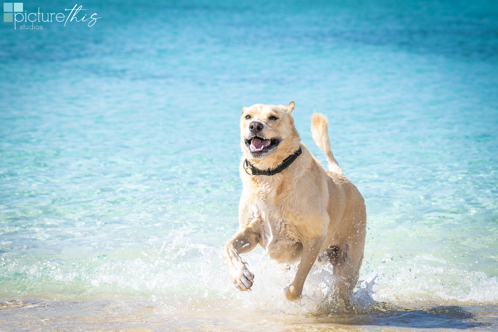 grandcaymanphotographer,caymanislandsphotography,familyportraits,visitcaymanislands,caymanislands,grandcayman,grandcaymanphotographer,caymanweddingphotographer,weddingphotographer,portraitphotographer,caymanportraitphotographer,caymanislandsphotographer,caribbean,dogs,capturingthemoment,dogportraits,petportraits,swimmingdogs,swimming,rescuedog,beachdog,underwaterphotography,picturethisstudios,heatherholtphotography