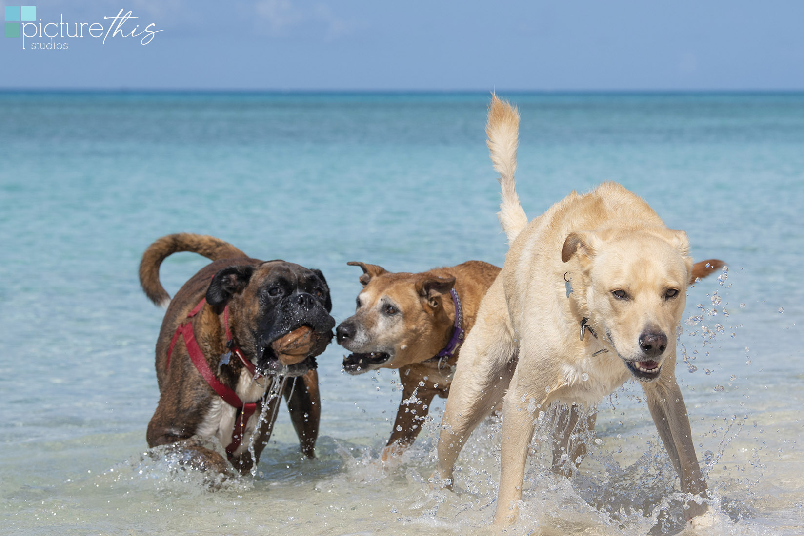 grandcaymanphotographer,caymanislandsphotography,familyportraits,visitcaymanislands,caymanislands,grandcayman,grandcaymanphotographer,caymanweddingphotographer,weddingphotographer,portraitphotographer,caymanportraitphotographer,caymanislandsphotographer,caribbean,dogs,capturingthemoment,dogportraits,petportraits,swimmingdogs,swimming,rescuedog,beachdog,underwaterphotography,picturethisstudios,heatherholtphotography