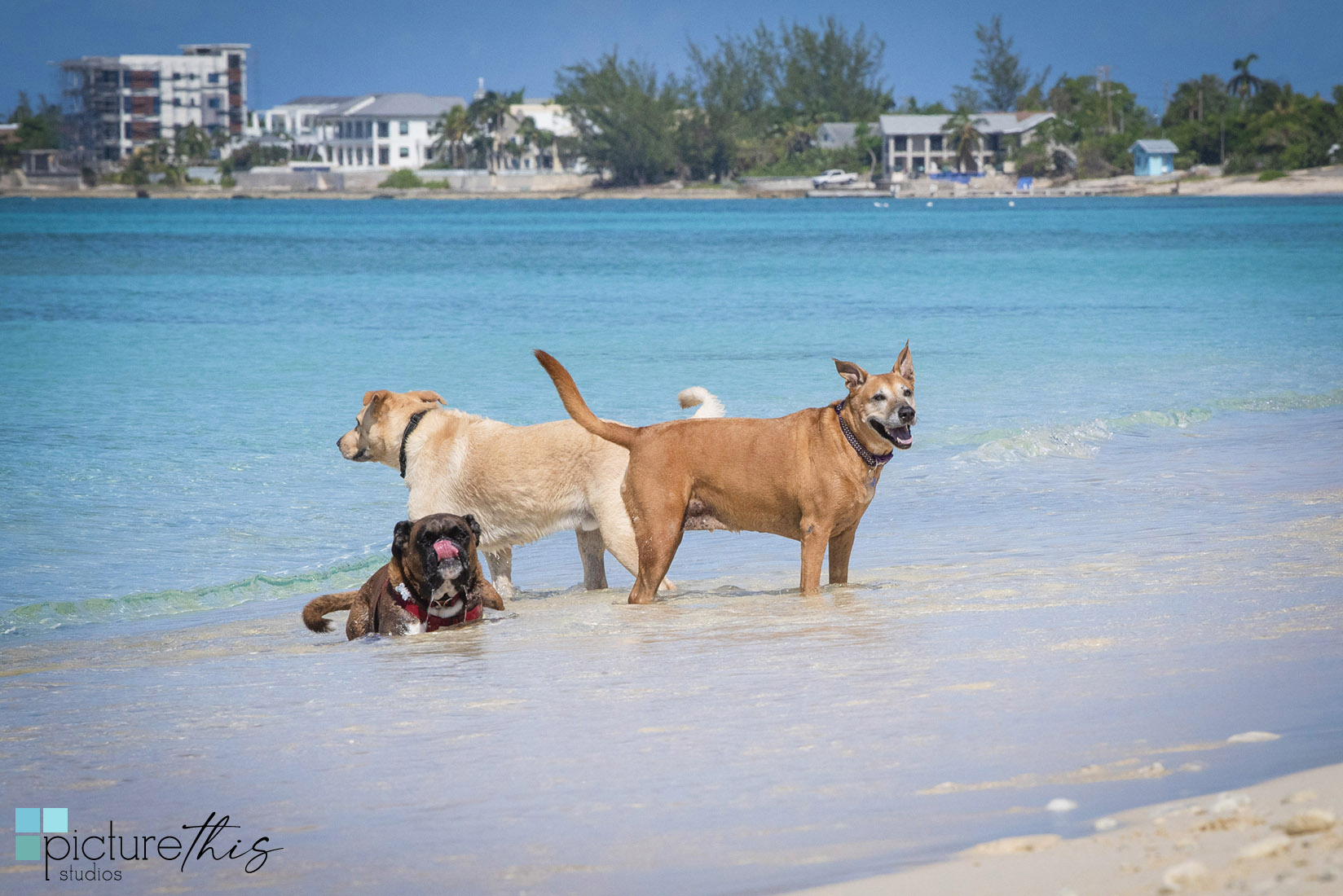 grandcaymanphotographer,caymanislandsphotography,familyportraits,visitcaymanislands,caymanislands,grandcayman,grandcaymanphotographer,caymanweddingphotographer,weddingphotographer,portraitphotographer,caymanportraitphotographer,caymanislandsphotographer,caribbean,dogs,capturingthemoment,dogportraits,petportraits,swimmingdogs,swimming,rescuedog,beachdog,underwaterphotography,picturethisstudios,heatherholtphotography