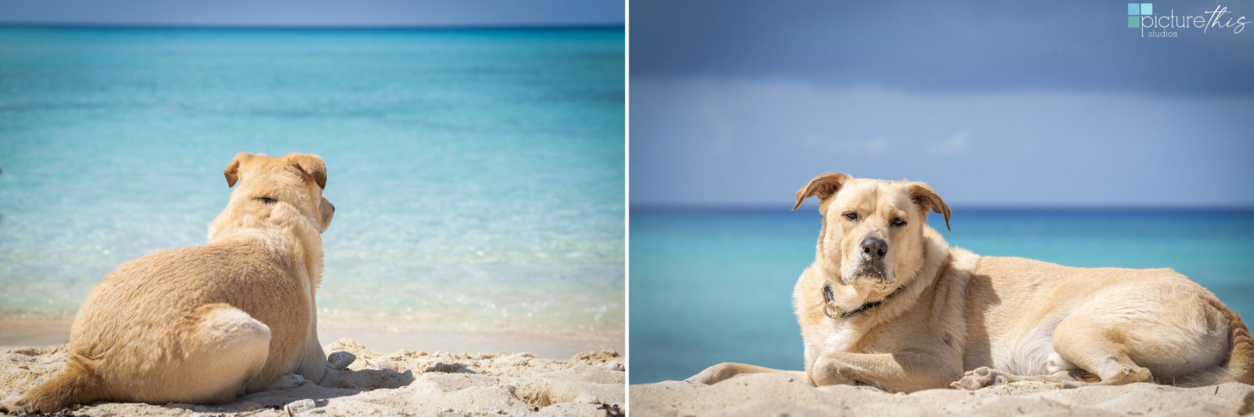 grandcaymanphotographer,caymanislandsphotography,familyportraits,visitcaymanislands,caymanislands,grandcayman,grandcaymanphotographer,caymanweddingphotographer,weddingphotographer,portraitphotographer,caymanportraitphotographer,caymanislandsphotographer,caribbean,dogs,capturingthemoment,dogportraits,petportraits,swimmingdogs,swimming,rescuedog,beachdog,underwaterphotography