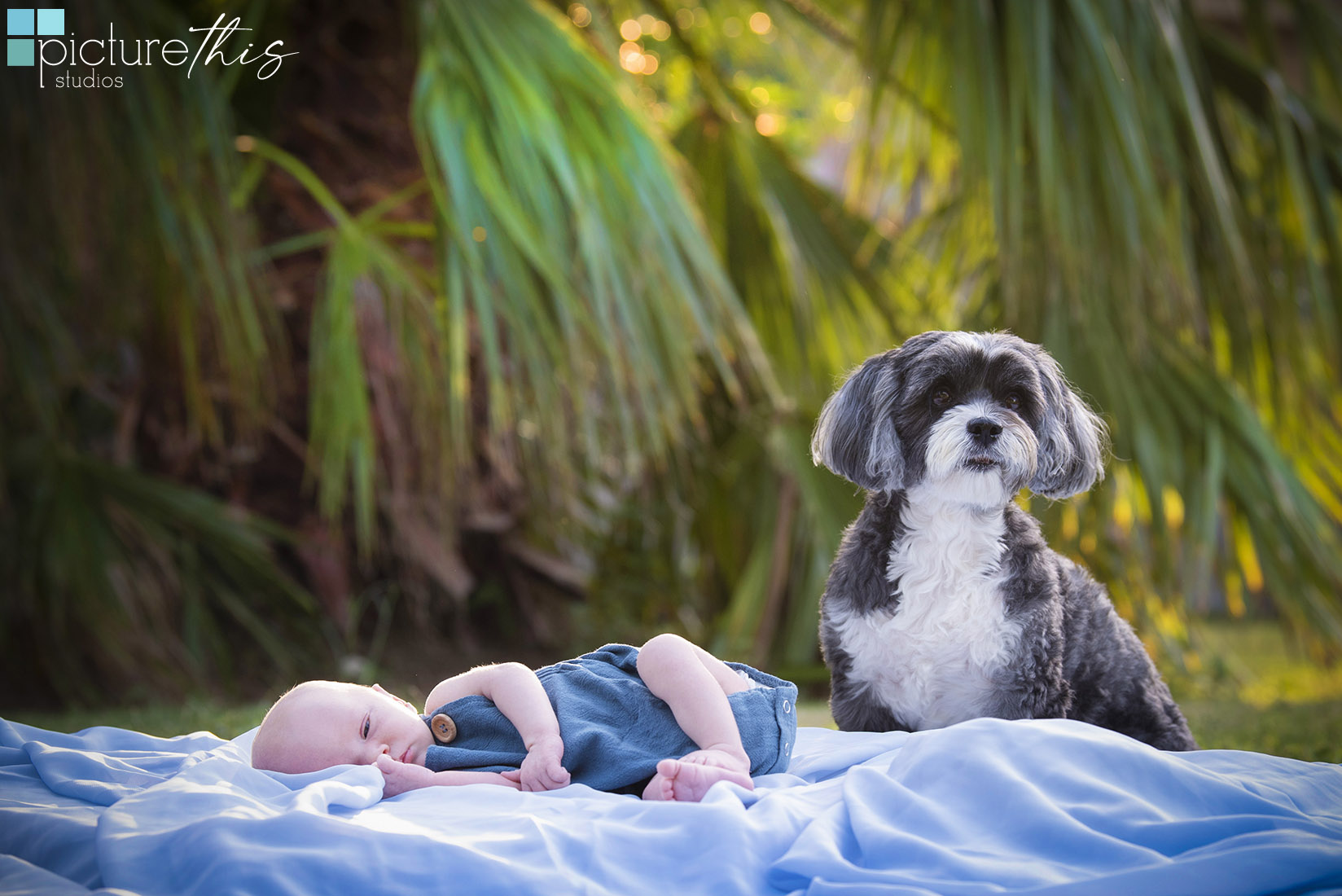 grandcaymanphotographer,caymanislandsphotography,familyportraits,visitcaymanislands,heatherholtphotography,picturethisstudios,caymanislands,grandcayman,grandcaymanphotographer,caymanweddingphotographer,weddingphotographer,portraitphotographer,caymanportraitphotographer,caymanislandsphotographer,caribbean,love,capturingthemoment,loveoffamily,newbornphotos,newborn,newbornphotographercayman,newbornphotography,newmom,newdad,petportraits